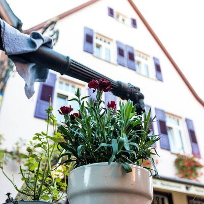 Nahaufnahme einer Pflanze mit rosten Blüten.